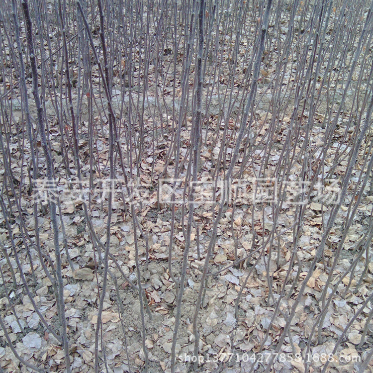 IMG_20130319_105439_副本