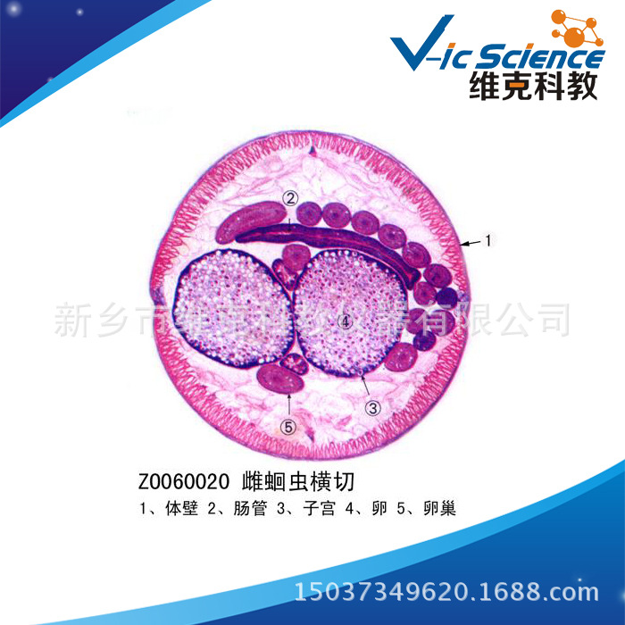 蛔虫雌横切 生物切片 动物生物学类 线虫动物门 寄生虫类