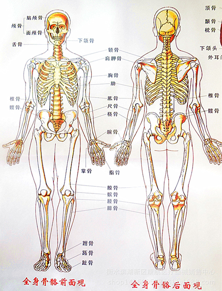 高清版 人体骨骼结构挂图 穴位图 双面覆膜 防水彩图