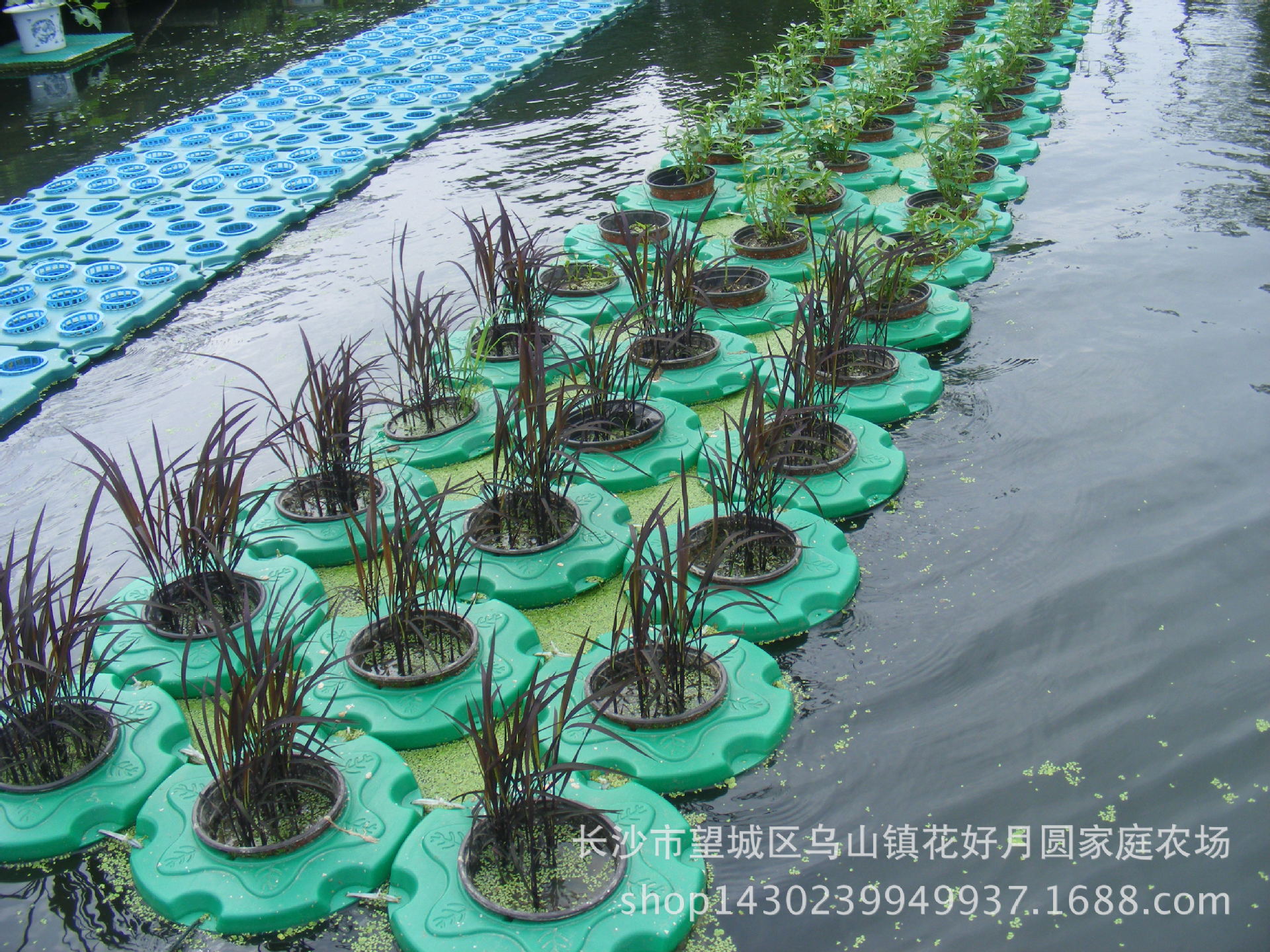 花好月圆生态浮岛 立体农业 景观 水稻固定防倒 水上种植设备