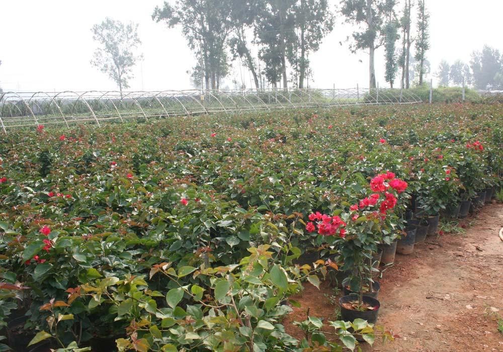 耐冻茶花苗 盆栽 地栽 适合南北方种植 大小规格齐全