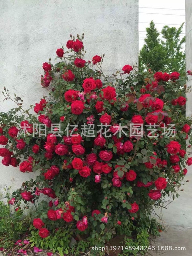 欧洲月季 红色龙沙宝石(red eden rose)(红龙)扦插小苗
