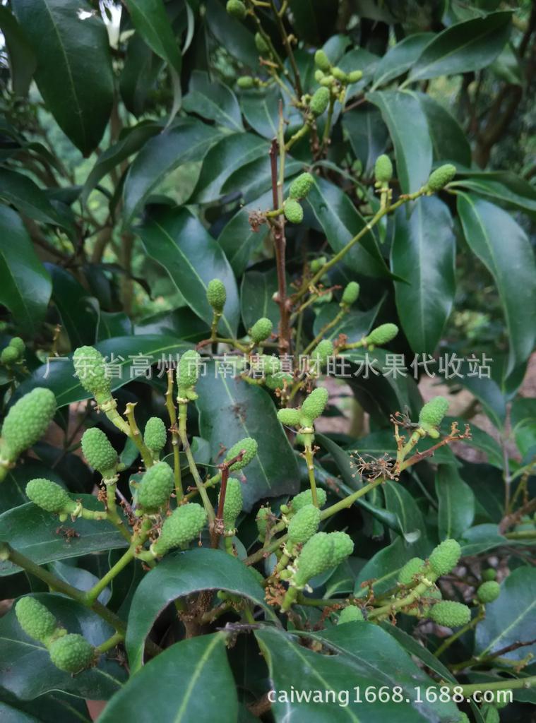 供应黑叶荔枝,新鲜荔枝,荔枝团购,荔枝产地,高州荔枝价格