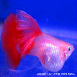小孔雀鱼热带鱼