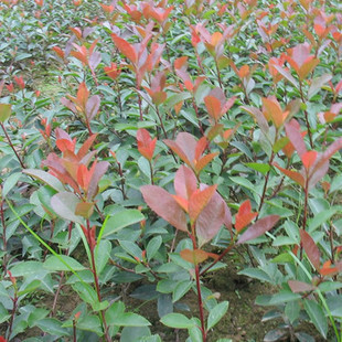 花卉盆景图片_绿化苗木花卉盆景图片大全 阿里巴巴海量精选高清图片