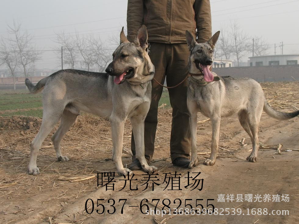 出售:纯种狼狗品种-狼青犬-狼狗崽-纯种德国牧羊犬 幼犬