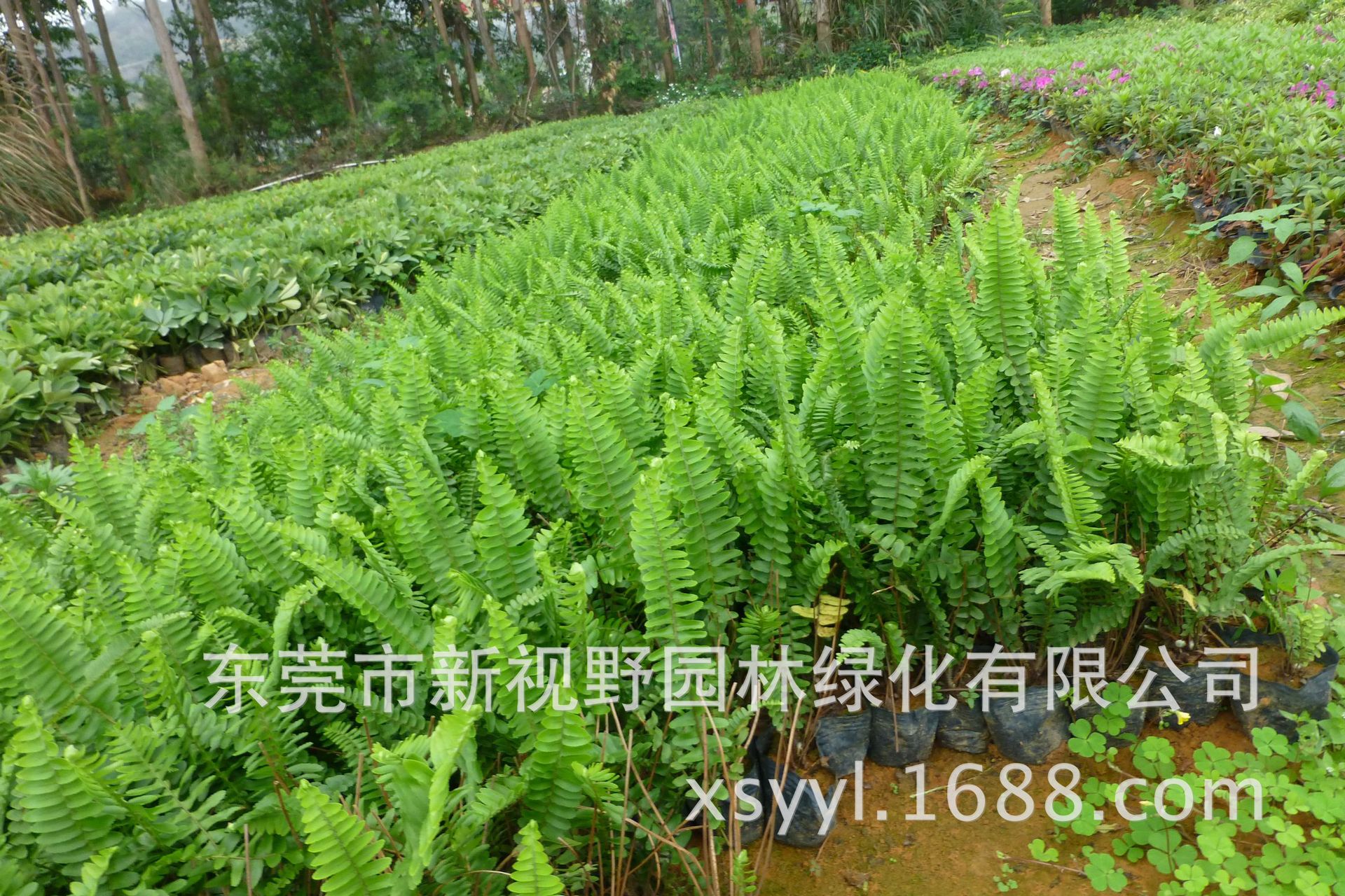 批发供应5斤袋肾蕨蜈蚣草排骨草袋苗绿化灌木苗