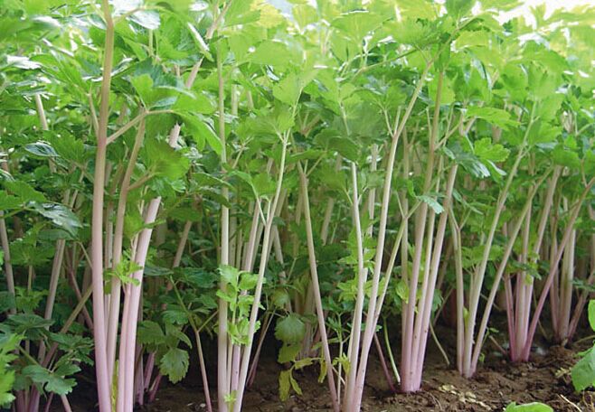 我要发芽 蔬菜种子 紫梗芹菜种子 紫色芹菜 耐热 生长快 30粒/包