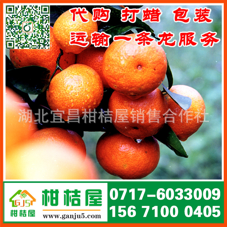 佛山水果批发市场早熟密橘产品展示