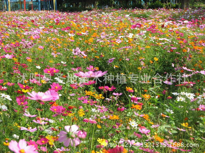 批发野花组合种子 野花种子包邮道路庭院景观组合 易管理 草坪种