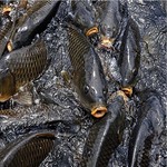 贵州特产鲜活水产野生鲤鱼生态淡水鱼营养丰富肉嫩味美超低价批发