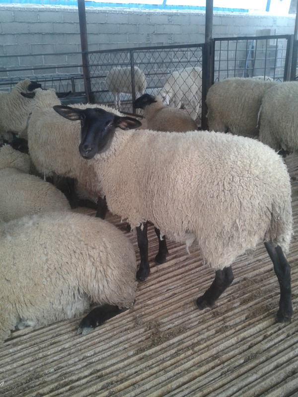 出售纯种羊羔8000只 怀孕黑头【杜泊绵羊】母羊 纯种黑头种公羊