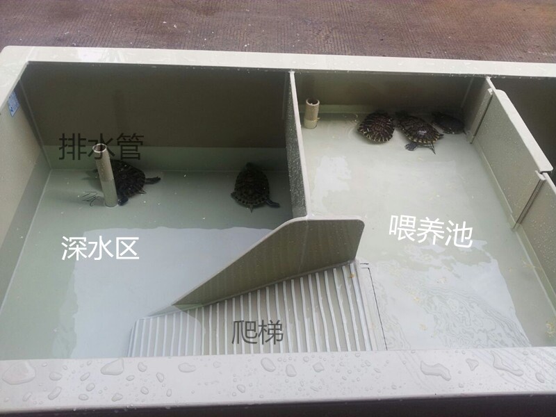 广东佛山滚轮式龟箱 水龟塑料龟池 乌龟缸 种龟养殖箱