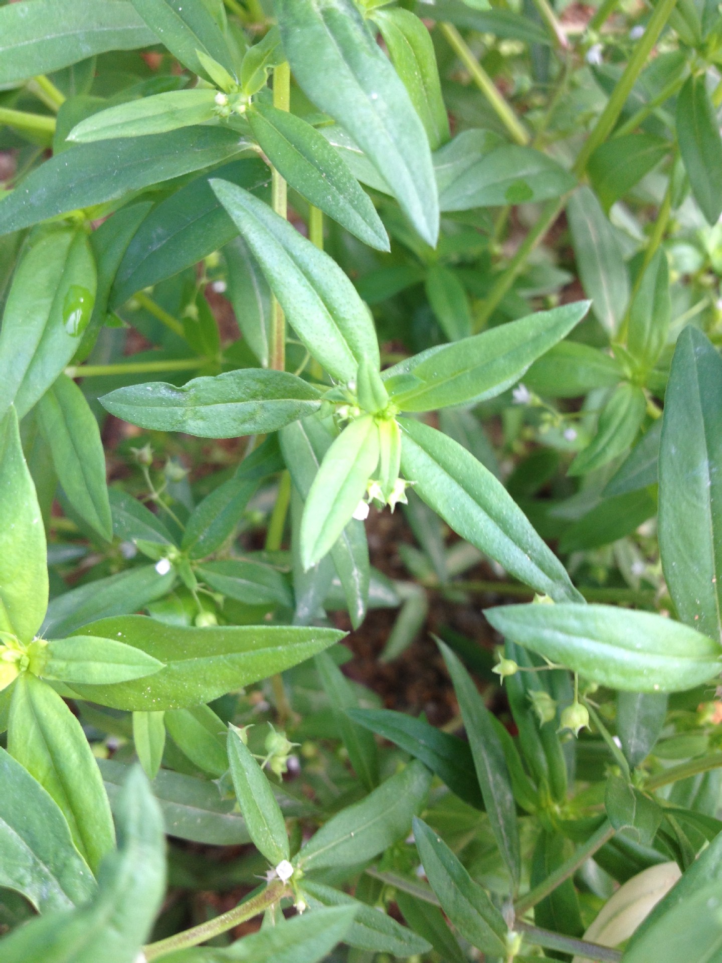 供应产地野生全草白花蛇舌草