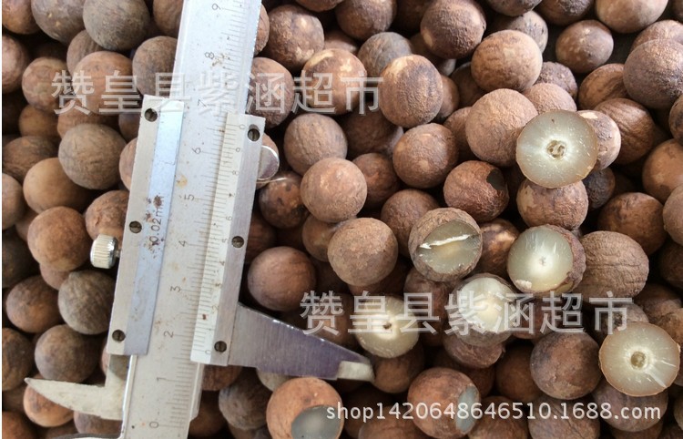 象牙果白玉菩提根原籽子天然1.2-3厘米 白黄根通货论斤散珠批发