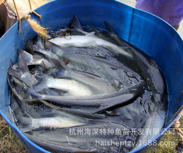 大鳞鲃 杭州海深特种鱼养殖基地养殖 大量批发送货到家可议价