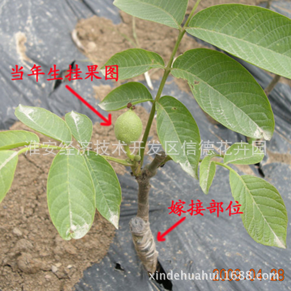 薄壳高产 嫁接苗 新品种 矮化庭院苗 坚果  病害症状是1-2年生枝梢或