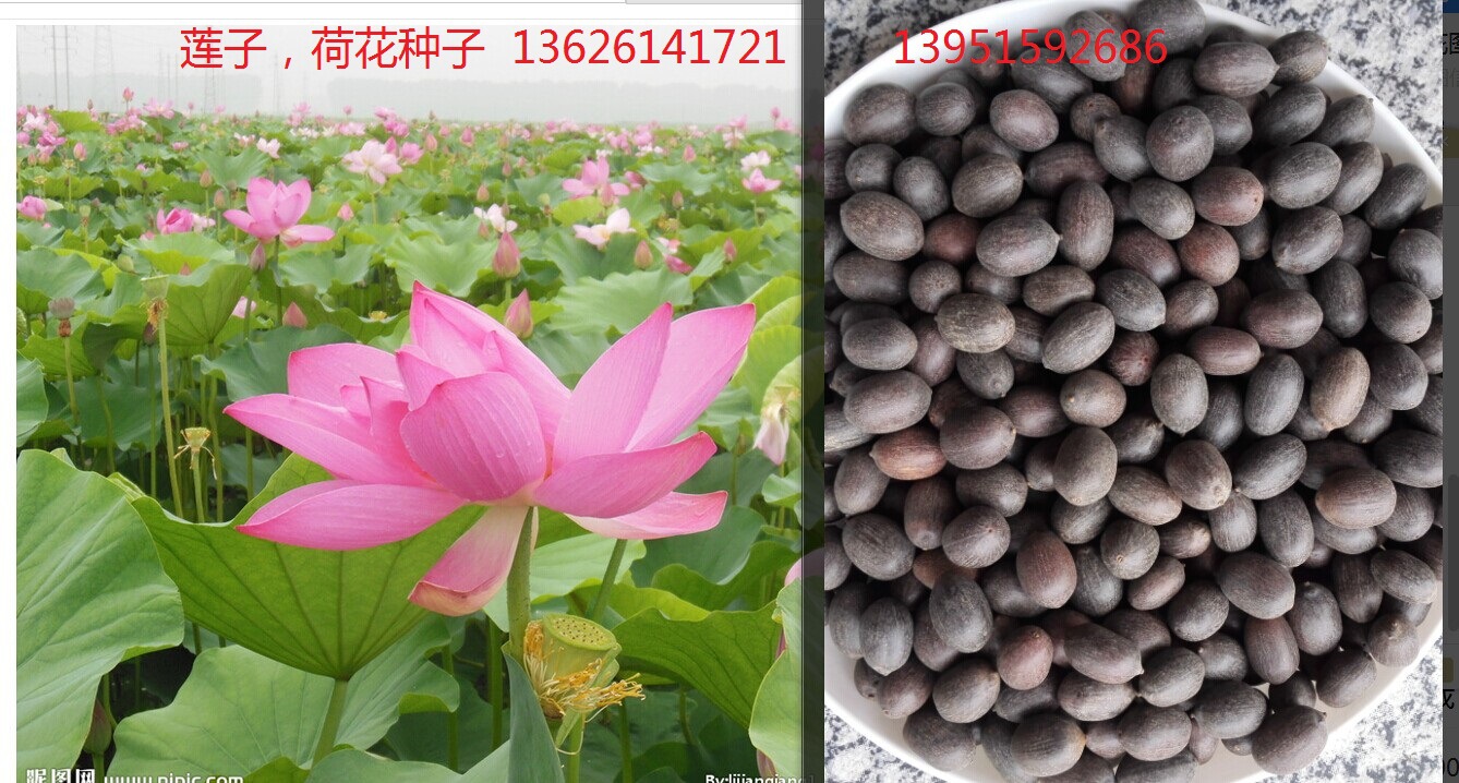 荷花种子