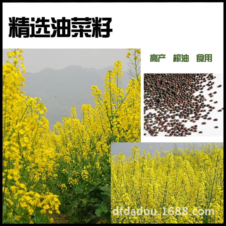 直供2015款大丰油菜籽 品种纯正大丰油菜籽 大丰非转基因油菜籽