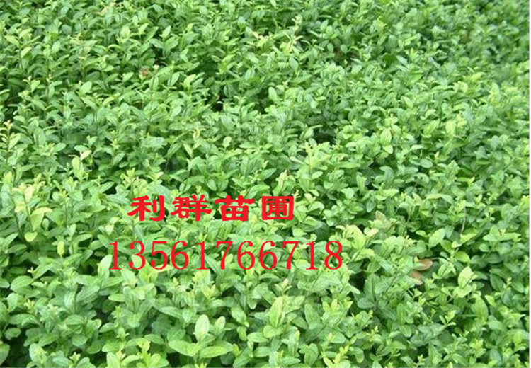 QQ图片20141219140359