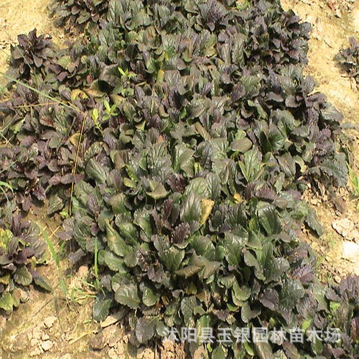 供应地被草花-筋骨草,多花筋骨草,筋骨草种子,量多