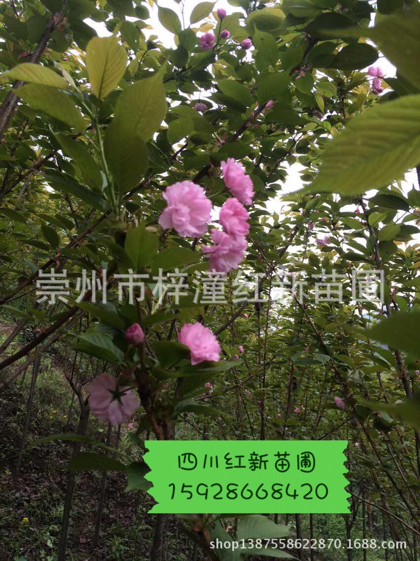 专供贵州【特价批发】樱花条子园林绿化乔木,日本樱花条子