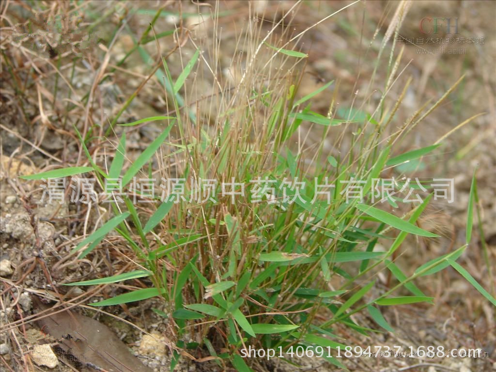 金丝草 中药材 笔仔草 黄毛草 笔子草 猫尾草 笔尾草 药用 正品