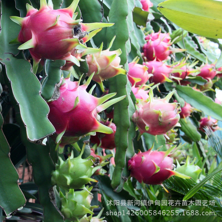 优质果树苗_苗木基地直销优质果树苗 火龙果苗