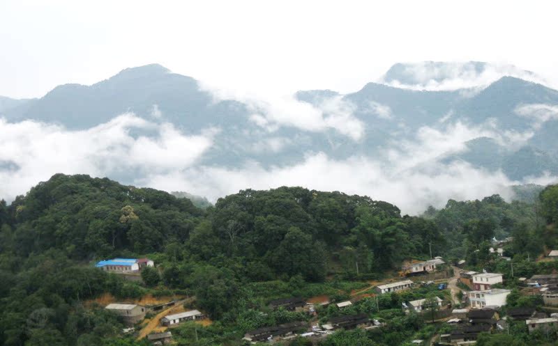 专柜正品 班寨 云南勐库古树七子饼茶 普洱茶生