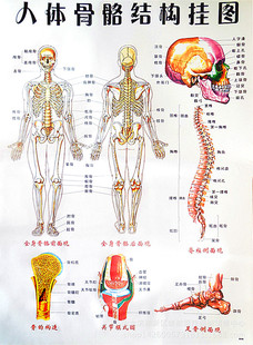 高清版 人体骨骼结构挂图 穴位图 双面覆膜 防水彩图