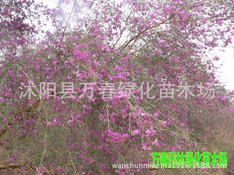 花棒为沙生,耐旱,喜光树种,它适于流沙环境,喜沙埋,抗风蚀,耐严寒酷热