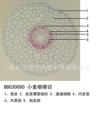 玉米根尖纵切 植物切片 中小学显微镜玻片 生物显微镜专用