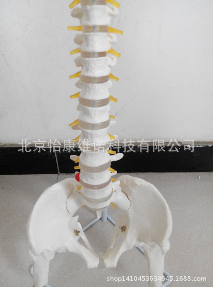 脊椎骨模型_可弯曲股骨头模型脊柱脊椎骨模型
