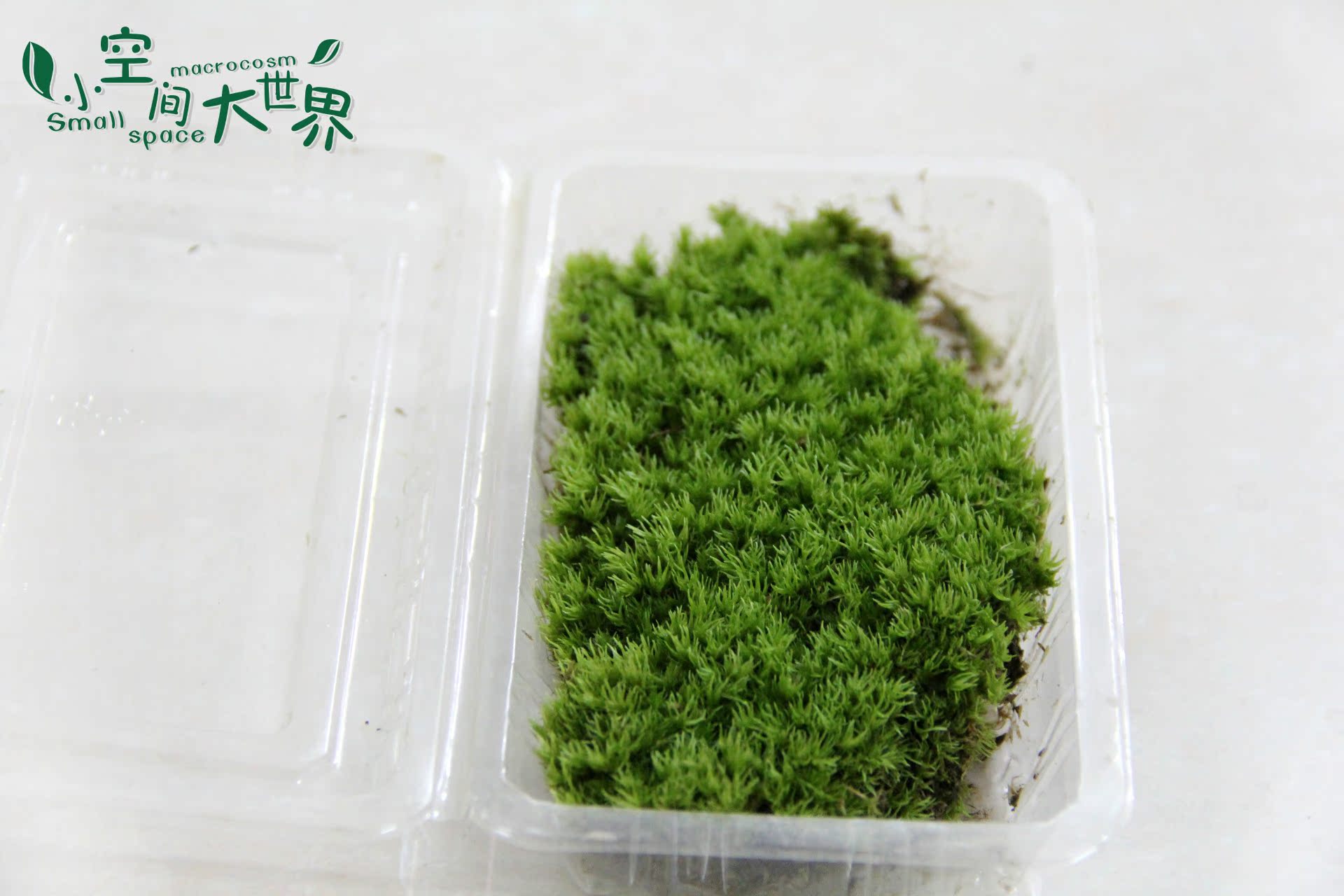 微景观生态瓶专用 微景观苔藓 小白发苔藓 白发藓 13*10cm 活苔藓