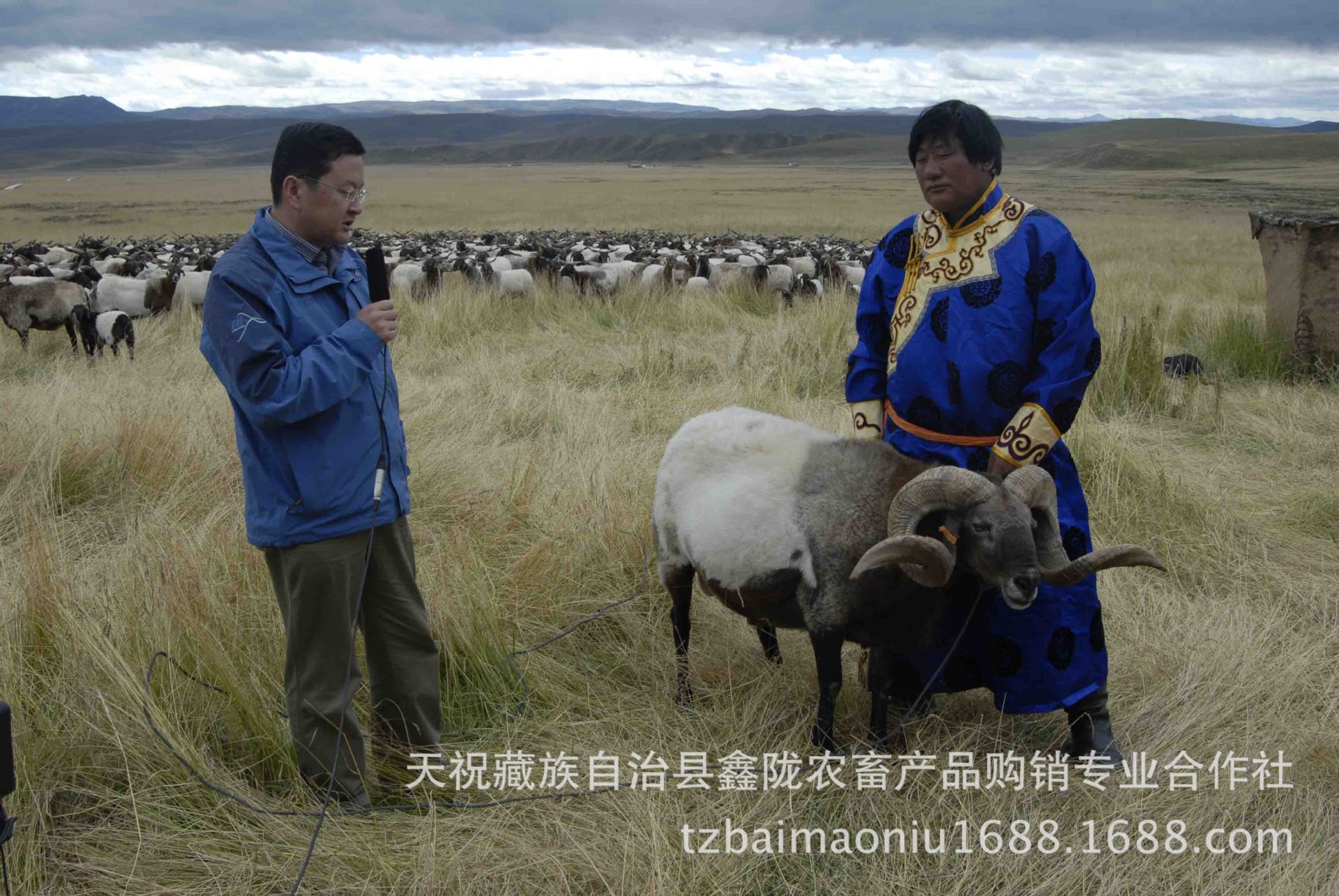 “盘欧羊”诞生记 ——23年科技攻关解锁甘南藏羊种业振兴的“密码”