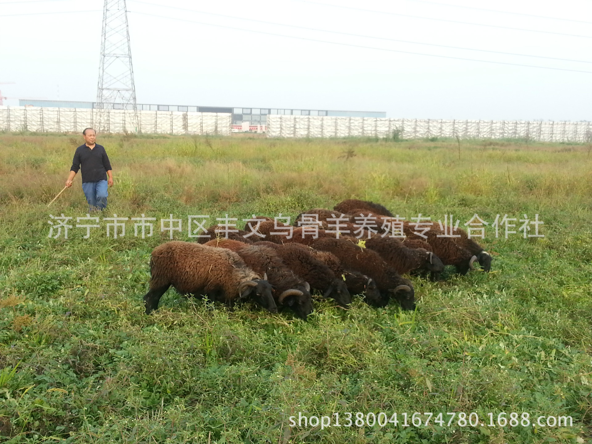 陕西 乌骨羊 乌骨山羊 乌骨绵羊 纯种成年大羊