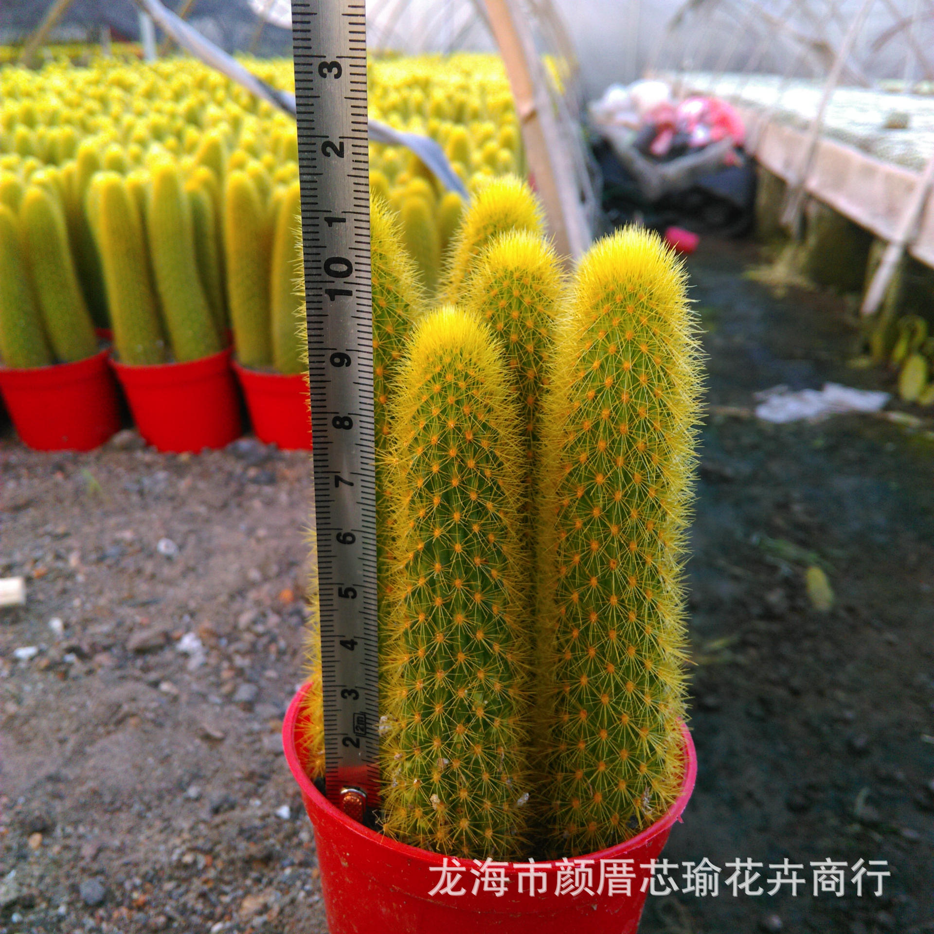 多肉植物批发 黄金条 仙人掌科一盆5颗拼盘特有奇趣植物