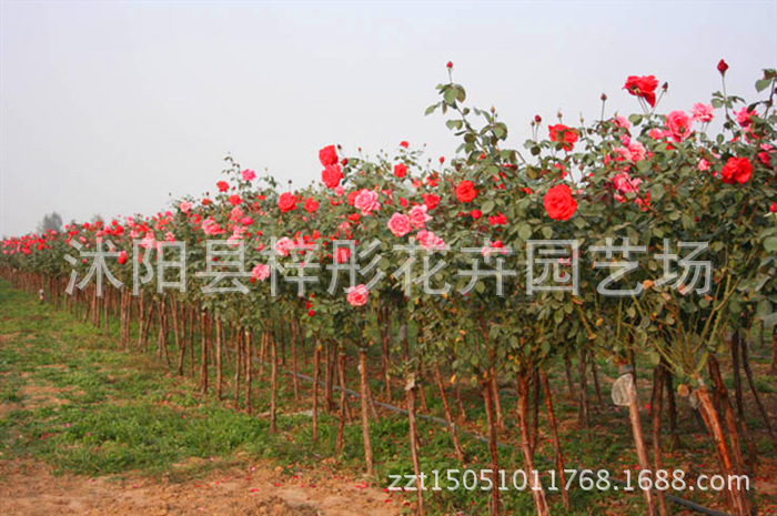 树状月季 嫁接月季树苗 批发 盆栽花卉 高杆月季树 庭院别墅美化