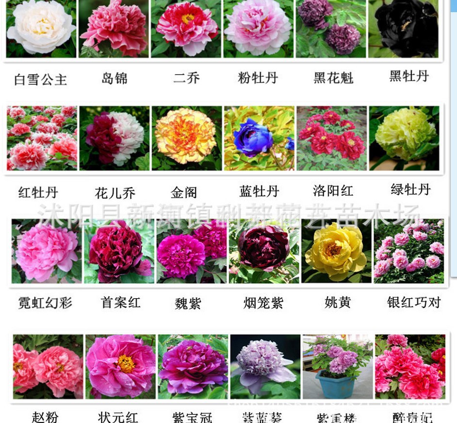 牡丹种子牡丹花 四季播多肉牡丹花种子多个品种花卉种子