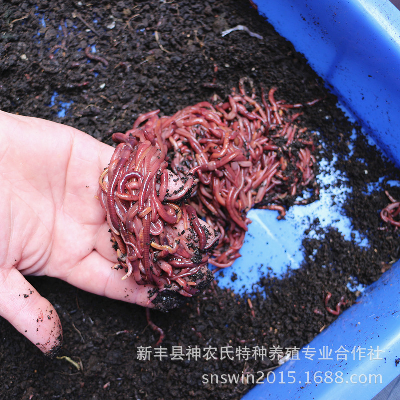 蚯蚓 蚯蚓种苗 鲜活蚯蚓 蚯蚓养殖场批发【20斤起】