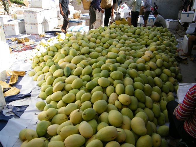 芒果