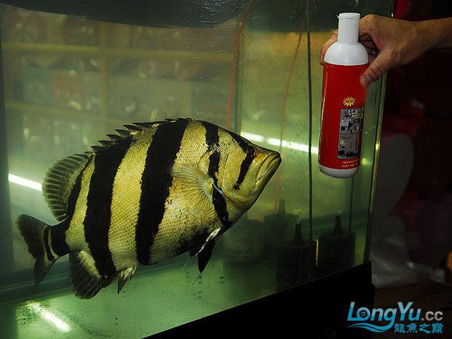 龙巅商城虎鱼商城等观赏鱼网上商城的发展之路