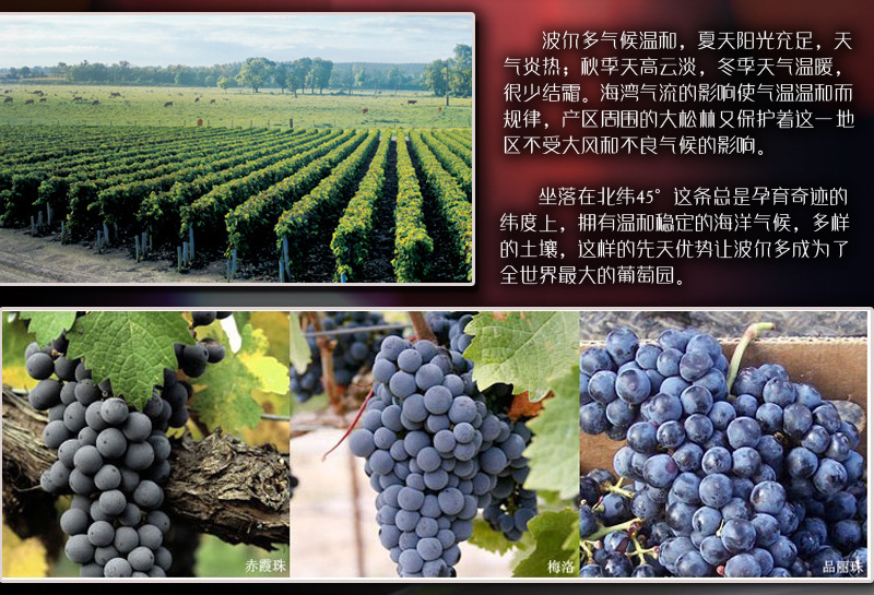 红酒介绍4_02