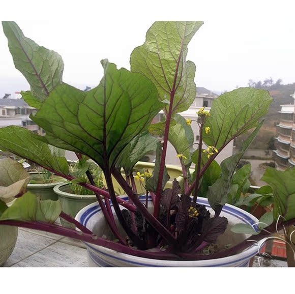 我要发芽 蔬菜种子 红菜苔种子 紫菜薹 芸菜苔可阳台盆栽 50粒/包