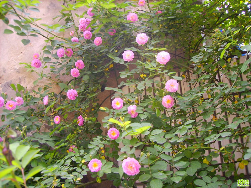 蔷薇属植物多为直立,蔓延或攀援灌木,多数被有皮刺,针刺或刺毛,稀无刺
