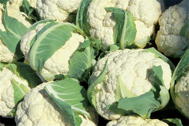 保鲜白花菜  现货出售绿色有机花菜 无公害花菜 量大从优