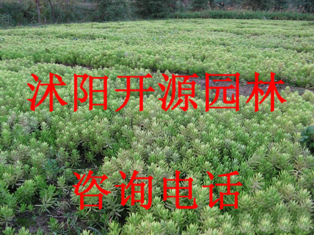 销售优质佛甲草,房顶绿化专用草 欢迎新老顾客来电咨询订购
