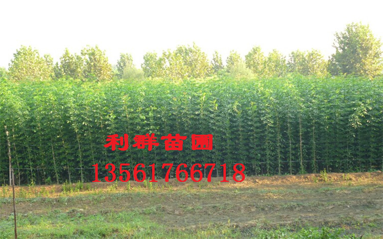 QQ图片20150104155348