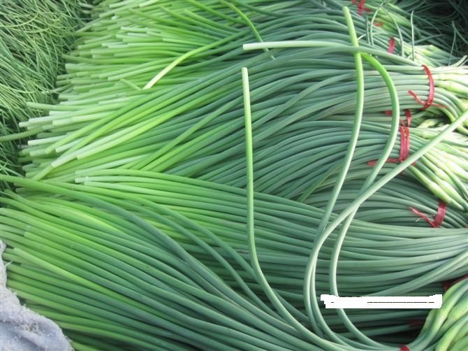 山东省苍山蒜薹即将大量上市