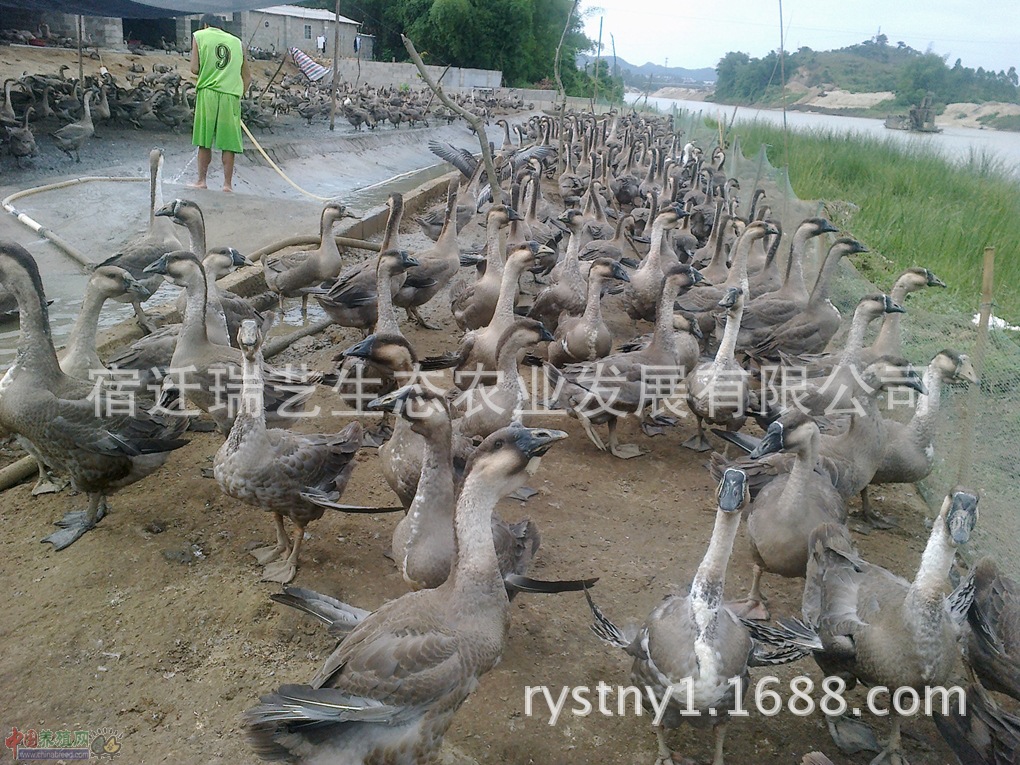 大雁鹅 大雁鹅苗 灰雁苗 长期孵化大雁苗 特种养殖大雁